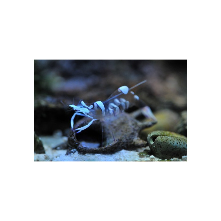 Periclimenes magnificus - crevette symbiotique - aquarium sur mesure