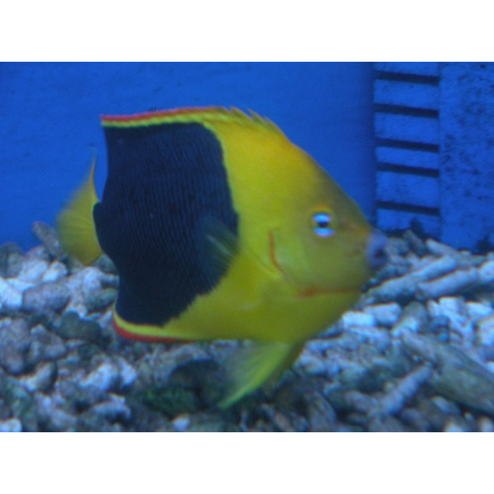 Holacanthus tricolor