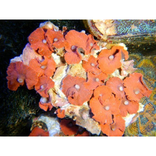 Discosoma spec. Red