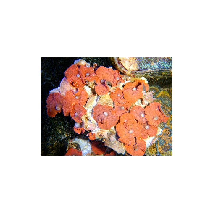 Discosoma spec. Red