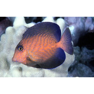 Ctenochaetus hawaiiensis