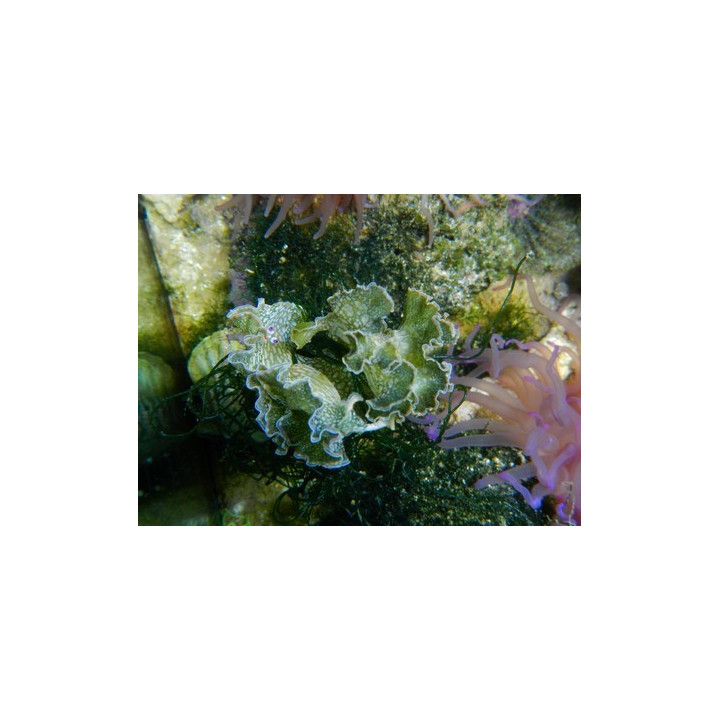 Tridachia crispata