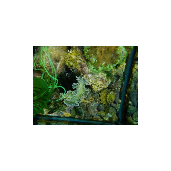 Tridachia crispata