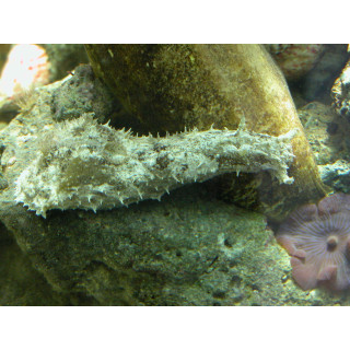 Dolabella auricularia