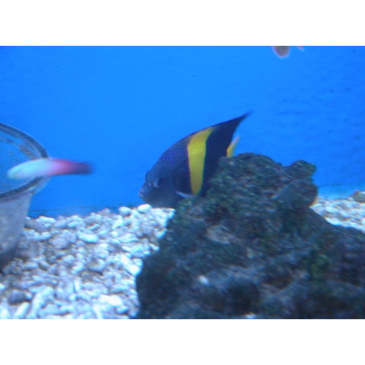 Pomacanthus asfur
