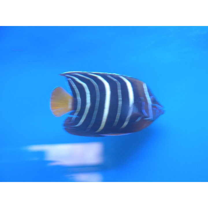 Pomacanthus chrysurus