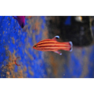 Liopropoma rubre - Poisson cara"ibes - Aquarium sur mesure