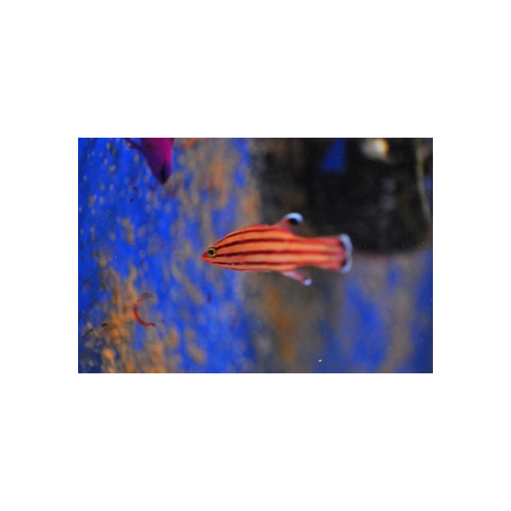 Liopropoma rubre - Poisson cara"ibes - Aquarium sur mesure