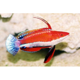 Cirrhilabrus rubriventralis
