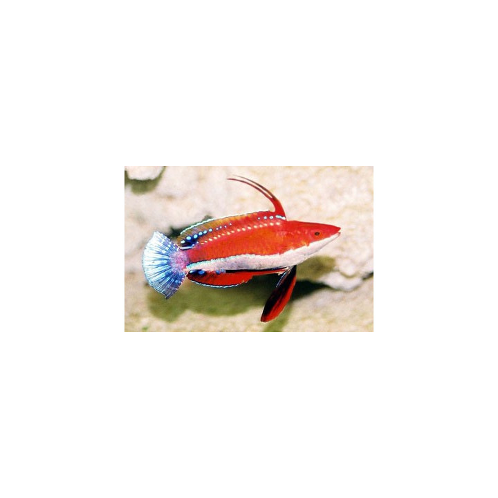 Cirrhilabrus rubriventralis
