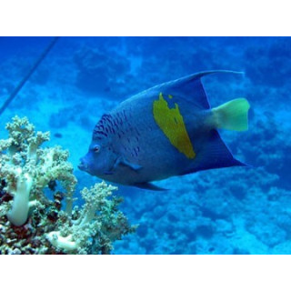 Pomacanthus maculosus