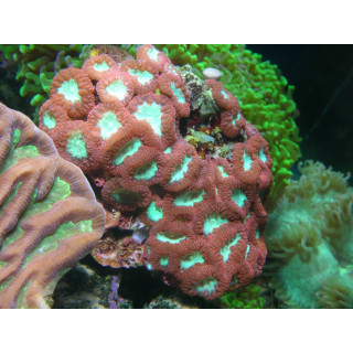 Blastomussa wellsi - corail dur LPS - corail Australie