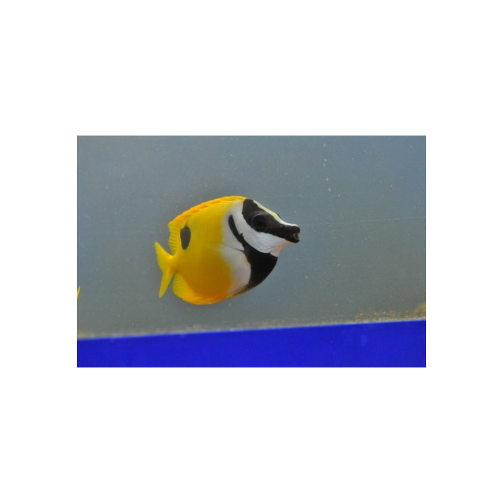 Lo unimaculatus