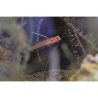 Stonogobiops yasha - gobie eau de mer - aquarium sur mesure