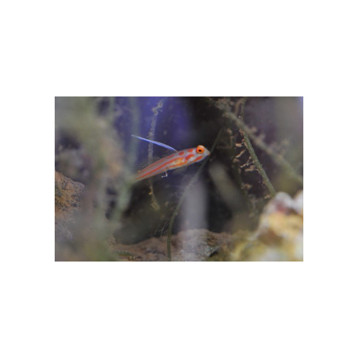 Stonogobiops yasha - gobie eau de mer - aquarium sur mesure