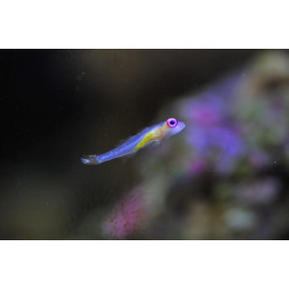 Bryaninops natans - gobie pour nano aquarium