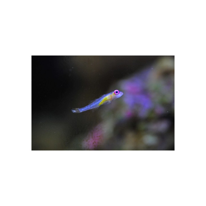 Bryaninops natans - gobie pour nano aquarium