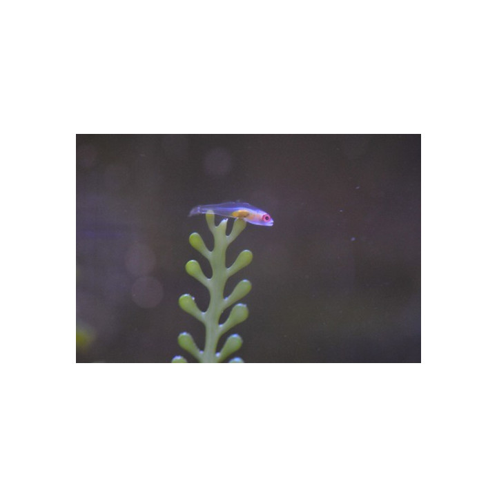 Bryaninops natans - gobie pour nano aquarium