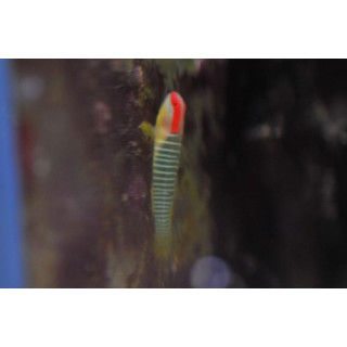 Elacatinus multifasciatus - gobie pour nano aquarium