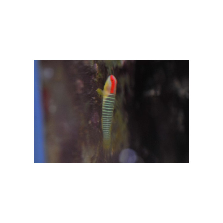 Elacatinus multifasciatus - gobie pour nano aquarium