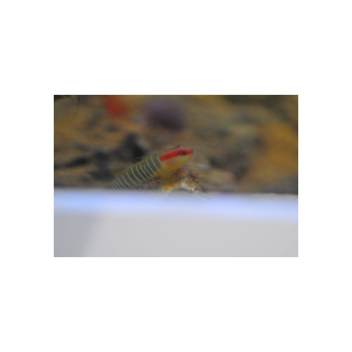 Elacatinus multifasciatus - gobie pour nano aquarium