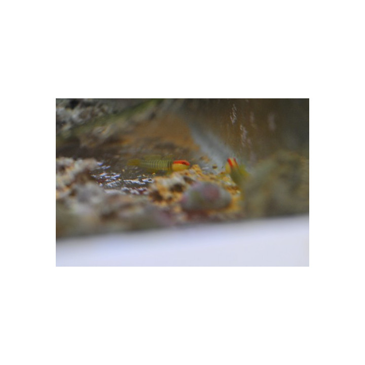Elacatinus multifasciatus - gobie pour nano aquarium
