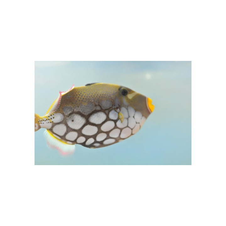 Ballistoides conspicillum