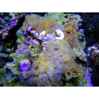 Neopetrolisthes maculatus - crabe symbiotique