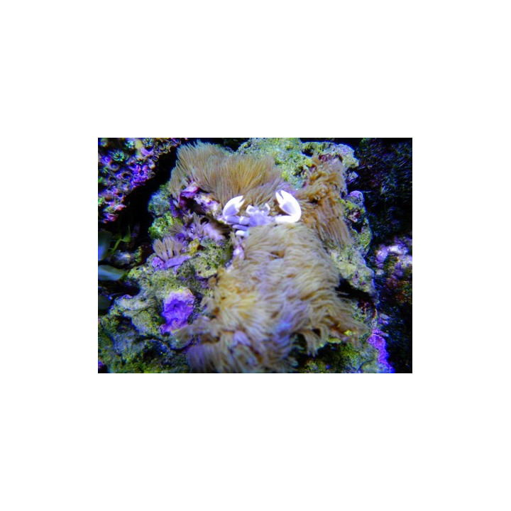 Neopetrolisthes maculatus - crabe symbiotique