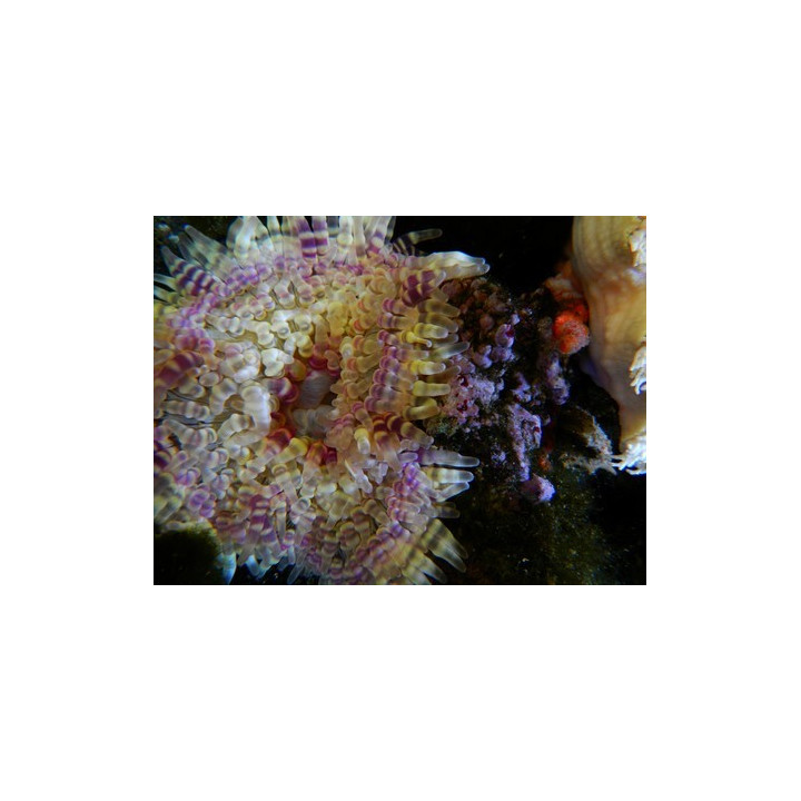 Phymanthus buitandijkii - anémone colorée