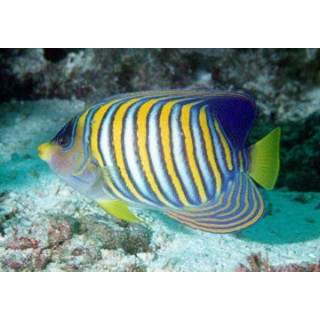 Pygoplites diacanthus