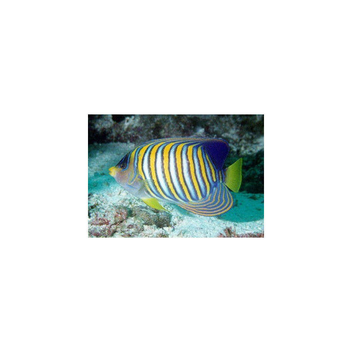 Pygoplites diacanthus