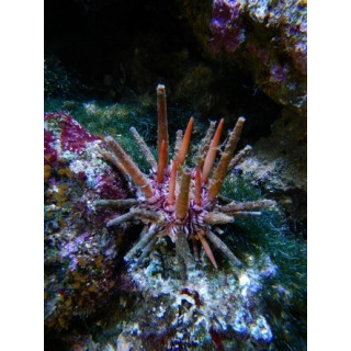 Eucidaris tribuloides
