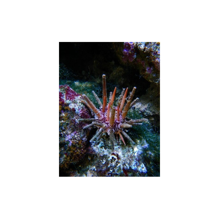 Eucidaris tribuloides