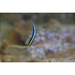 Gobiosoma evelynae - gobie pour nano aquarium