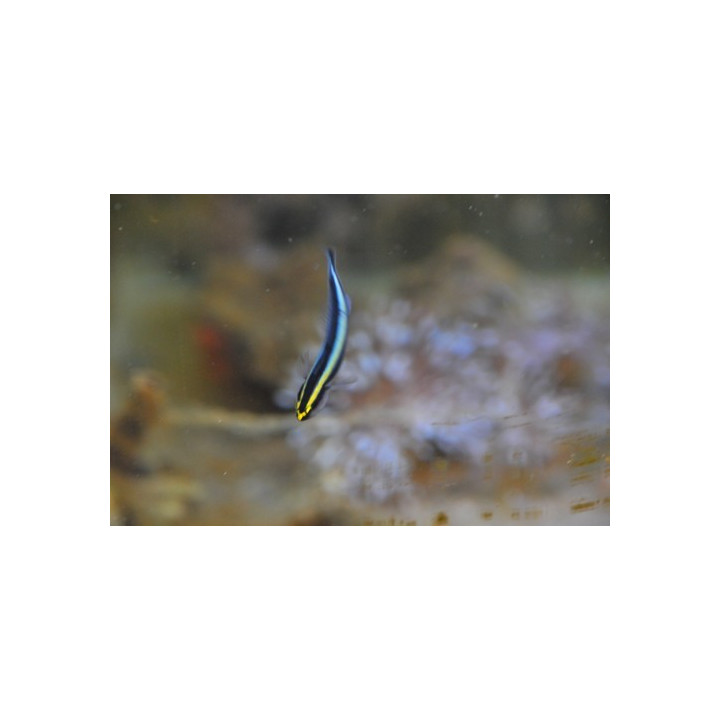 Gobiosoma evelynae - gobie pour nano aquarium
