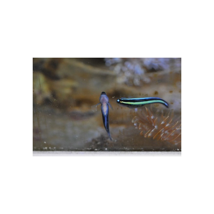 Gobiosoma evelynae - gobie pour nano aquarium