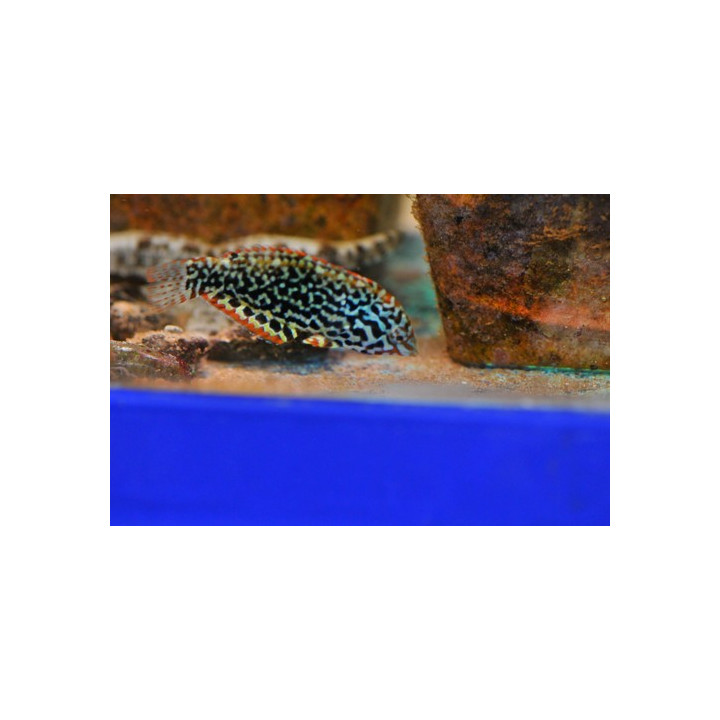 Macropharyngodon meleagris - labre coloré