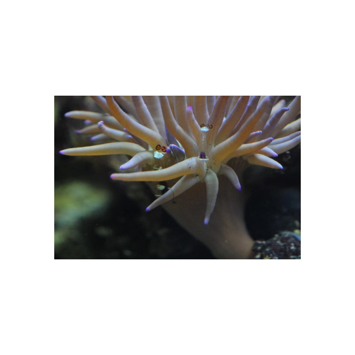 Periclimenes brevicarpalis - Ancylocaris brevicarpalis 