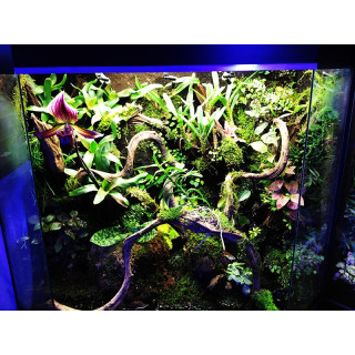 Terrarium complet design 80x50x80 cm