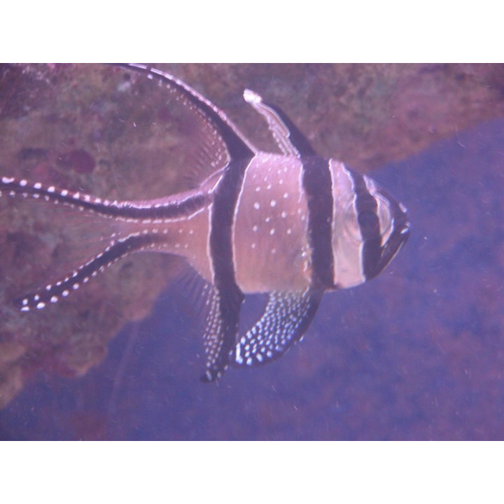 Pterapogon kauderni ELEVAGE