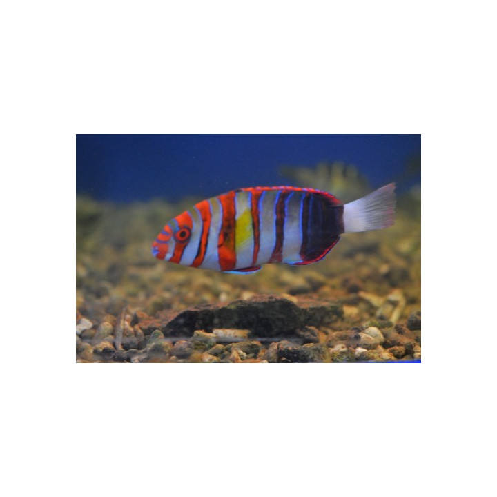 Lienardella fasciata - Choerodon fasciata - labre harlequin