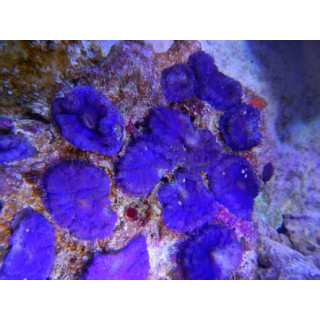 Rhodactis sp. violet - Rhodactis Tonga