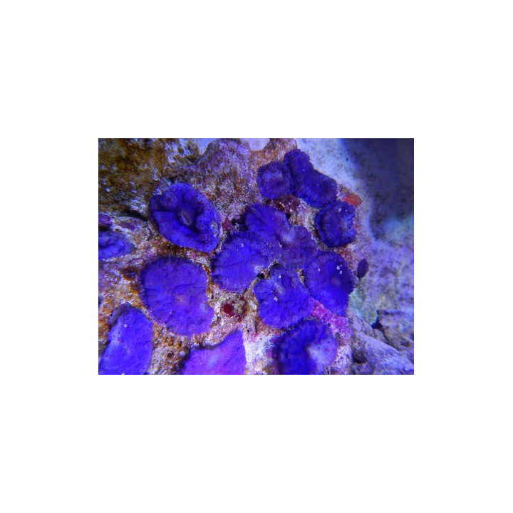Rhodactis sp. violet - Rhodactis Tonga
