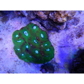 Favia sp. vert Australie