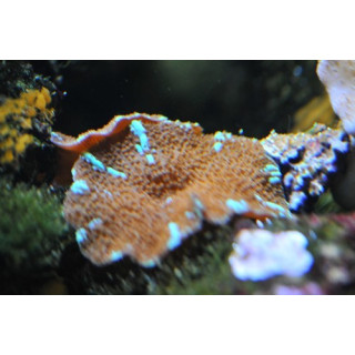 Actinodiscus sp. bleu et chocolat