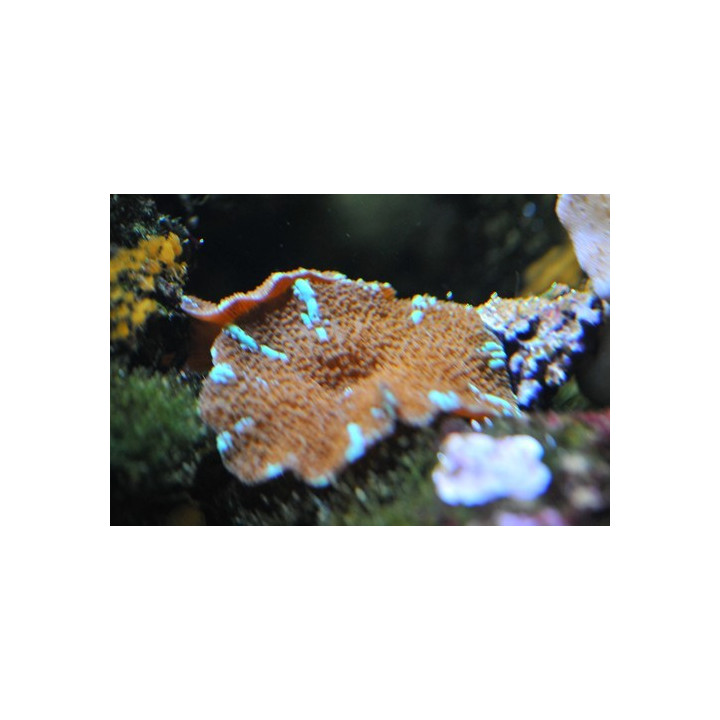 Actinodiscus sp. bleu et chocolat