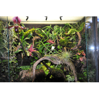 Terrarium sur mesure -paludarium - terrarium tropical humide