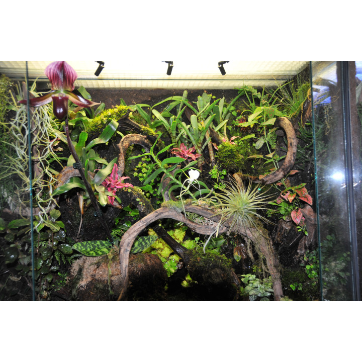 Terrarium sur mesure -paludarium - terrarium tropical humide
