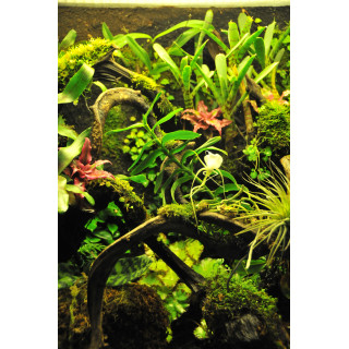 Terrarium sur mesure -paludarium - terrarium tropical humide